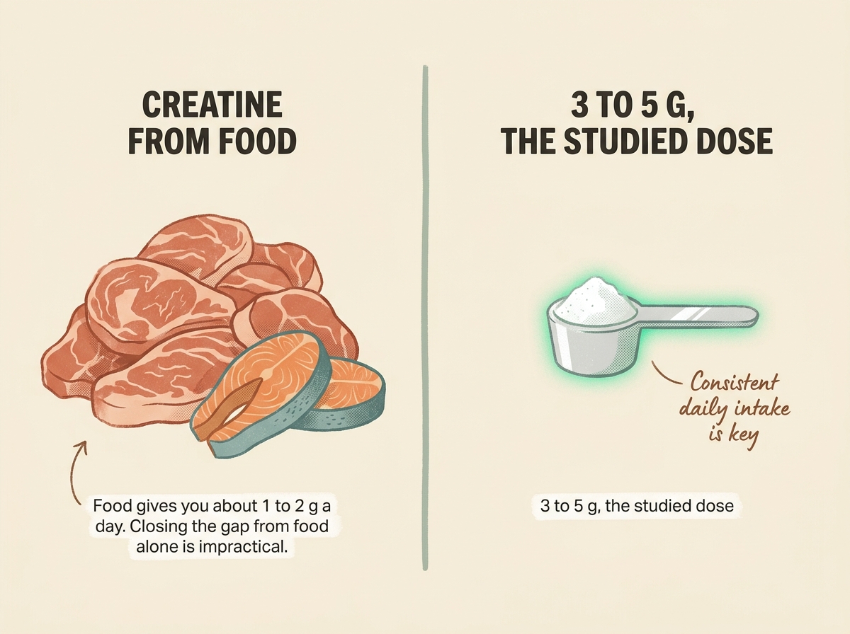A pound of beef plus two salmon fillets next to one small creatine scoop, showing food cannot realistically reach the studied dose